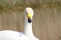 IMG_2184_GF