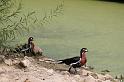 IMG_7315_GF