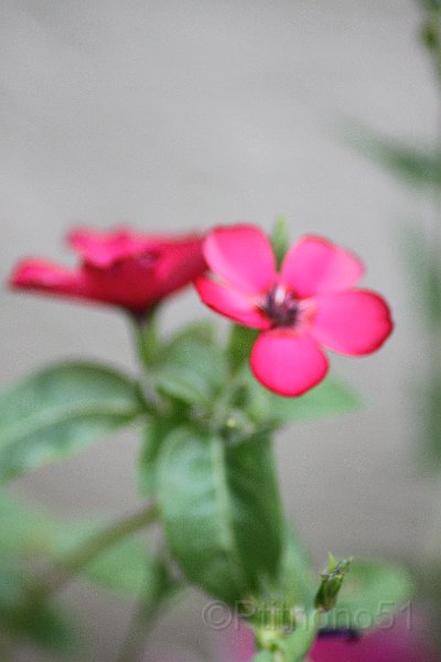 IMG_5888.JPG