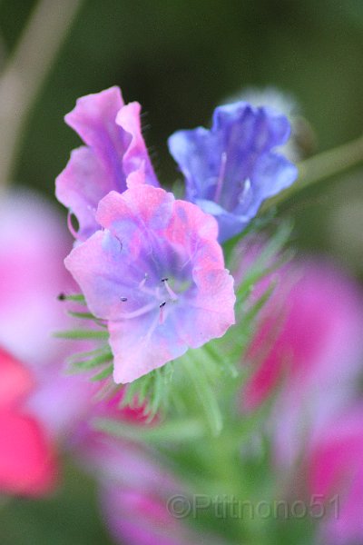 IMG_5890.JPG