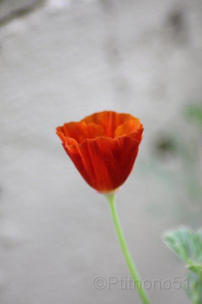 IMG_5895.JPG