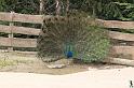 IMG_3018_GF